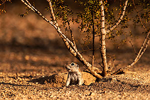 Round Tailed Ground Squirrels in Tucson