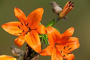 Young Verdins on Orange Lilies in Tucson