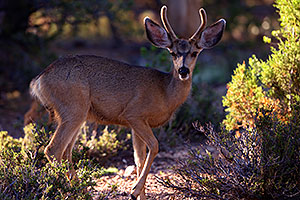 Deer in Grand Canyon