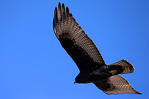 Zone Tailed Hawk in flight in Grand Canyon