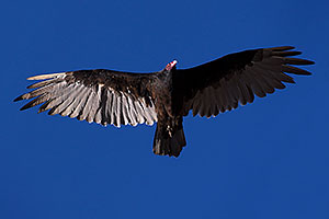 Vulture in flight in Grand Canyon