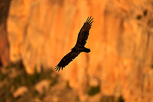 Vulture in flight in evening light at Grand Canyon