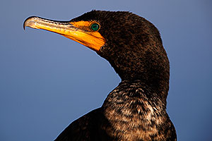 Cormorant in California