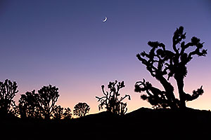 Twilight at Joshua Tree Highway, Nevada