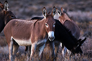 Donkeys in Death Valley, California