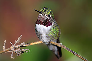 Annas Hummingbird in Tucson, Arizona