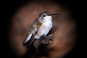 Annas Hummingbird (female) in Tucson, Arizona