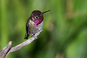 Costas Hummingbird in Tucson,Arizona