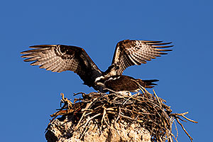 Osprey in the nest at Mono Lake, California