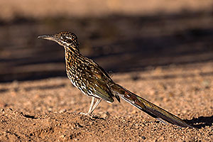 Birds,Roadrunner in Tucson