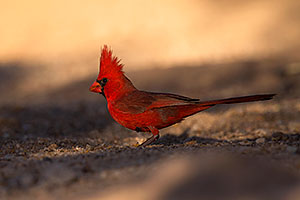 Cardinal in Tucson