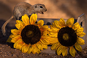 Round Tailed Ground Squirrel with flowers