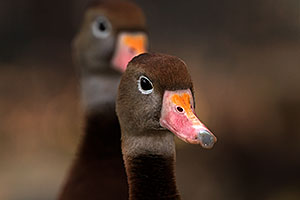 Black Bellied Whistling Ducks in Tucson