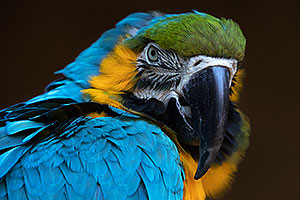 Blue-and-Gold Macaw in Tucson