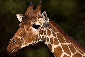 Giraffe at Reid Park Zoo