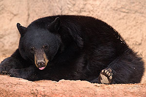 Black Bear at Arizona Sonora Desert Museum