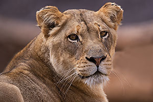 Lioness at Reid Park Zoo