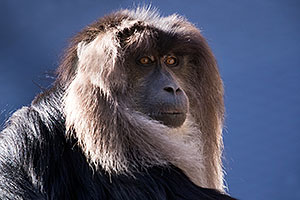 Lion-Tailed Macaque at Reid Park Zoo