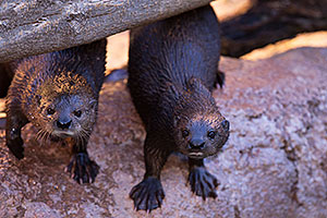 African Spotted Necked Otters at Reid Park Zoo