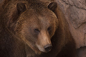 Grizzly Bear at Reid Park Zoo
