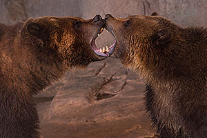 Grizzly Bears at Reid Park Zoo