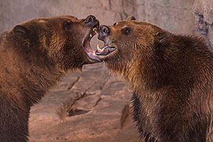 Grizzly Bears at Reid Park Zoo