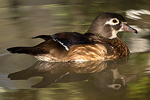 Wood Duck female in Tucson