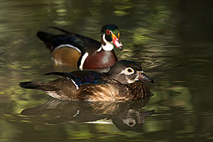 Wood Ducks in Tucson