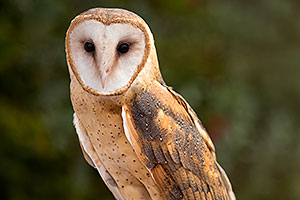 Barn Owl in Tucson