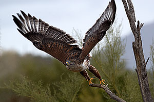 Ferruginous Hawk at Arizona Sonora Desert Museum