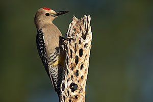 Gila Woodpecker (male) in Tucson
