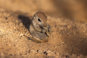 Round Tailed Ground Squirrel with foot in his mouth