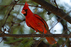 Cardinal in Santa Catalina Mountains