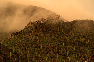 Fog during monsoon rain in Tucson Mountains