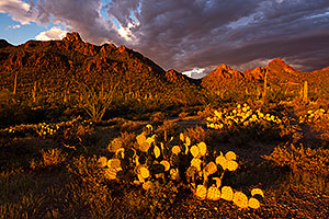 Sunset Saguaro in Tucson Mountains
