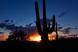 Saguaro sunset in Tucson Mountains, Arizona