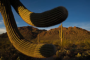 Saguaro Cactus by Tucson Mountains, Arizona