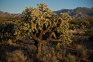 Tree Cholla by Santa Rita Mountains, Arizona