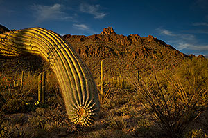 Saguaro in the evening at Tucson Mountains, Arizona