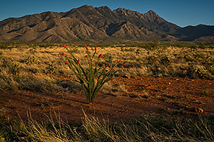 Ocotillo and Santa Rita Mountains, Arizona