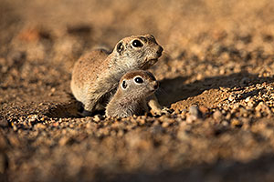 Baby Round Tailed Ground Squirrel with mother
