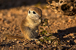 Baby Round Tailed Ground Squirrel eating Creosote Bush