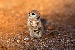 Baby Round Tailed Ground Squirrel standing up