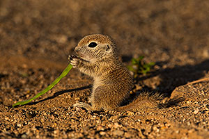 Baby Round Tailed Ground Squirrel with Mesquite beans