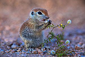 Baby Round Tailed Ground Squirrel eating creosote bush flowers