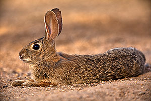 Desert Cottontail relaxing in Green Valley