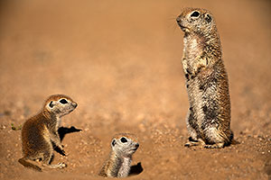 Round Tailed Ground Squirrels family