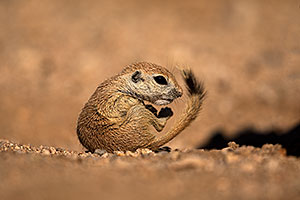 Baby Round Tailed Ground Squirrel with a curved tail
