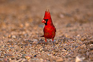Male Cardinal in Green Valley