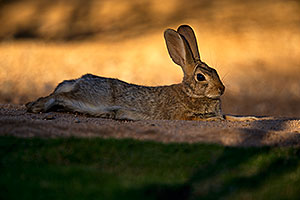 Desert Cottontail resting in the evening